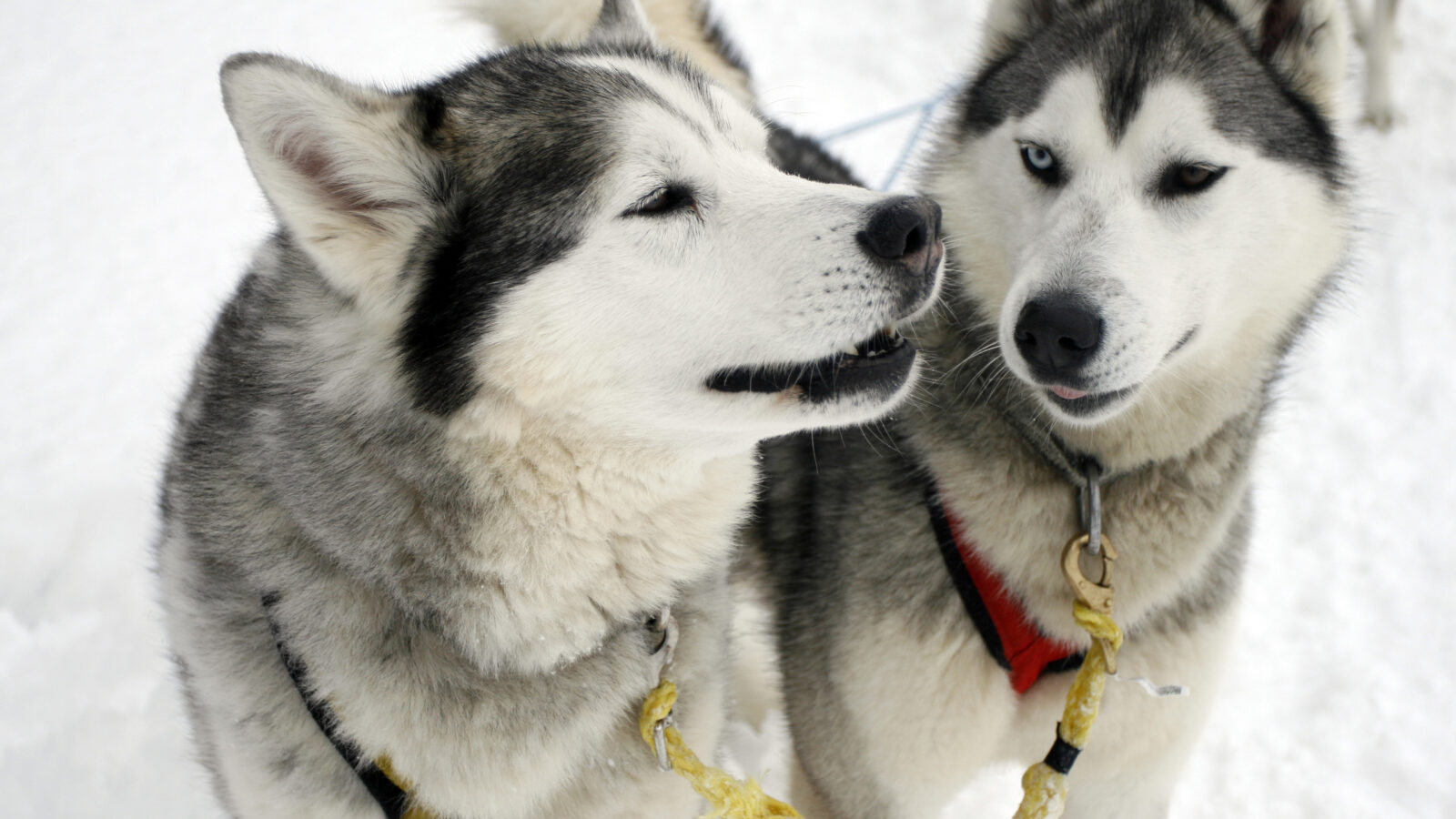 husky-dogs-lapland
