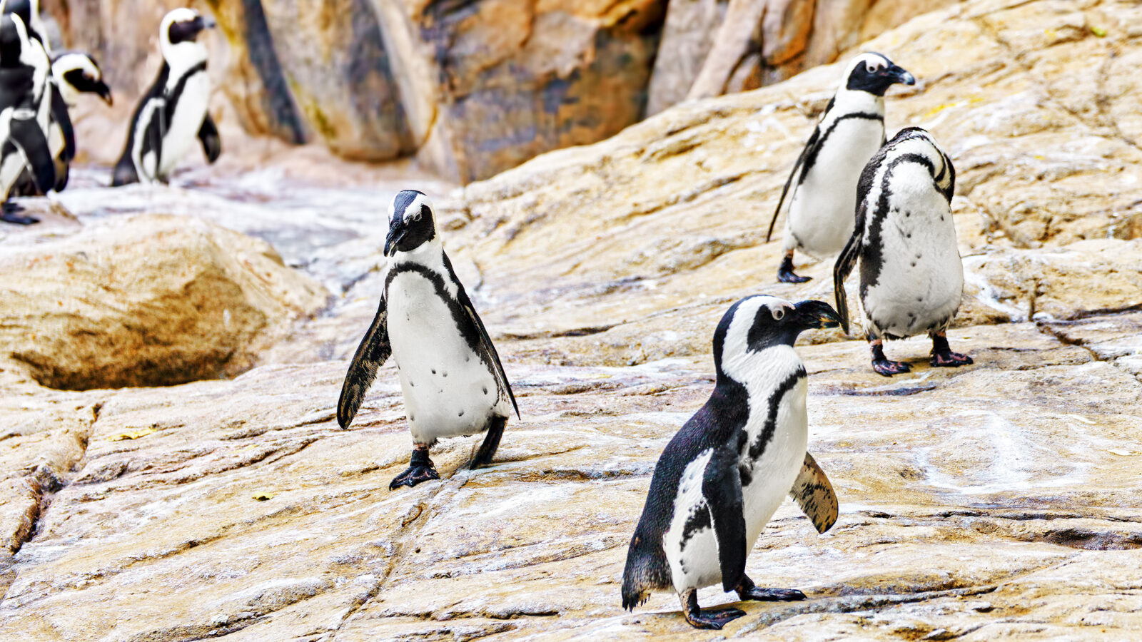 galapagos-penguins