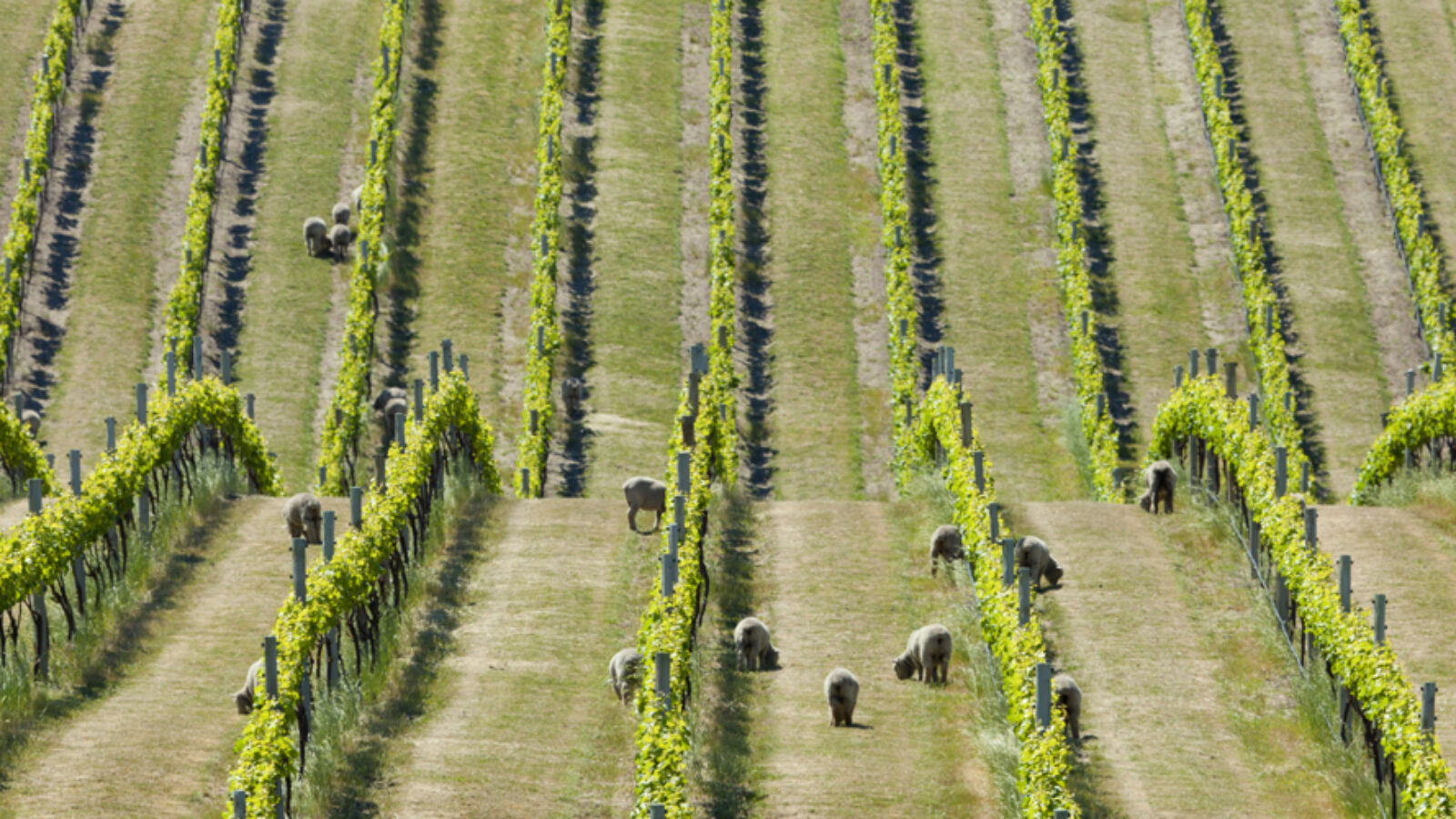 Babydoll sheep in a vineyard, Marlborough, New Zealand