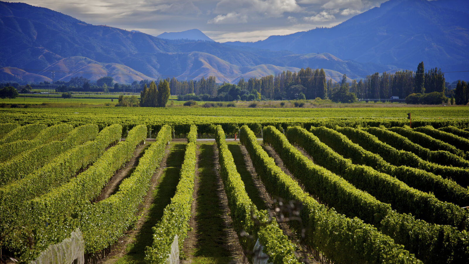 Marlborough Wine Region, New Zealand