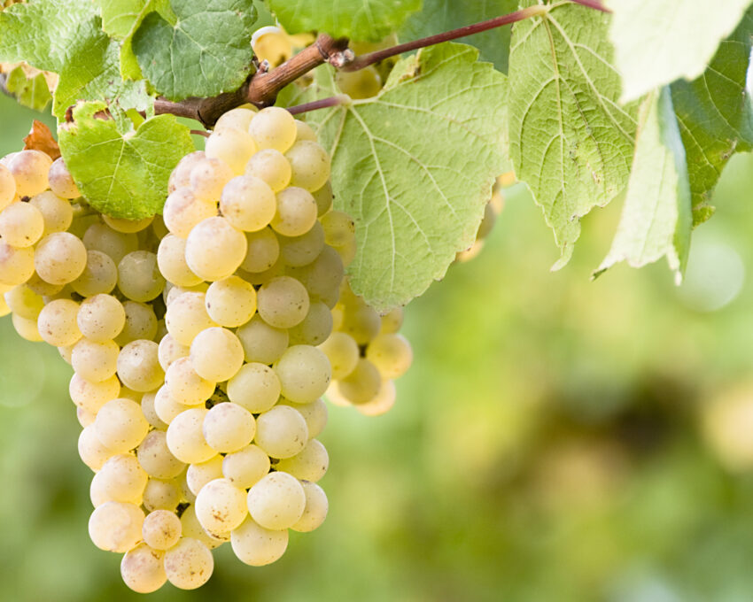 Hawke’s Bay food and wine tour