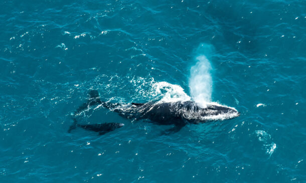 Humpback whale mother and calf, St. Maryx27;s Island, Madagascar