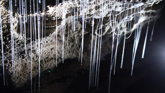 waitomo-glow-worms-cave-auckland-new-zealand