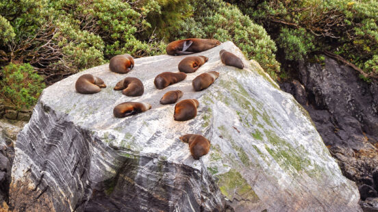 milford-sound-seal-colony