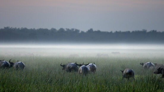 Water buffalo walking through a grassy field covered in a dense white fog at dawn