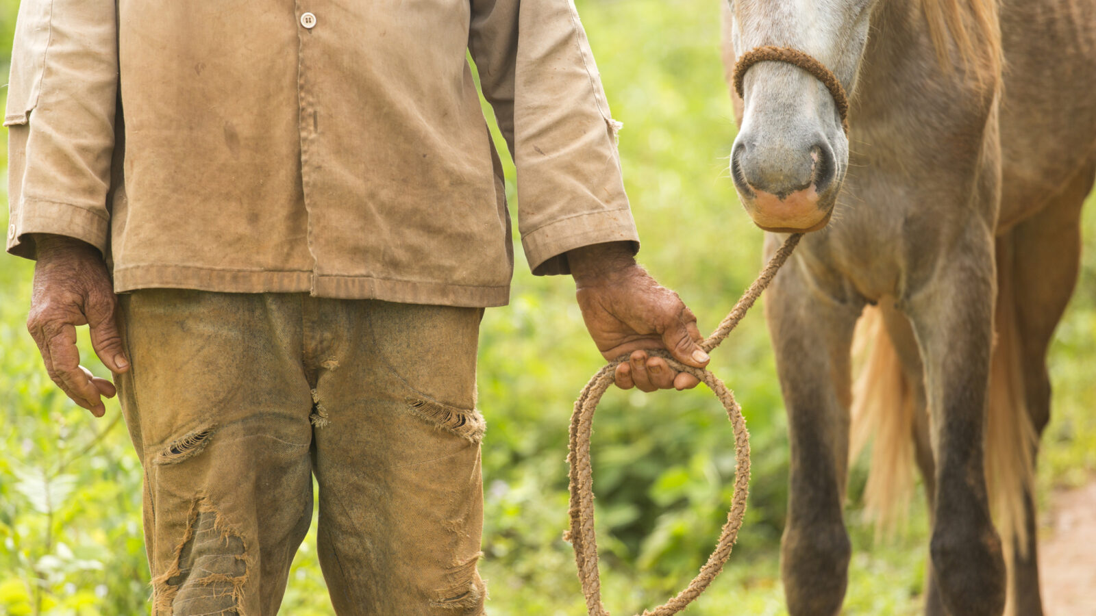 vinales-horse