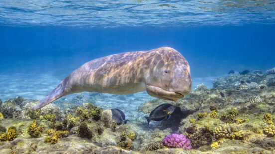 dugong-calf-red-sea