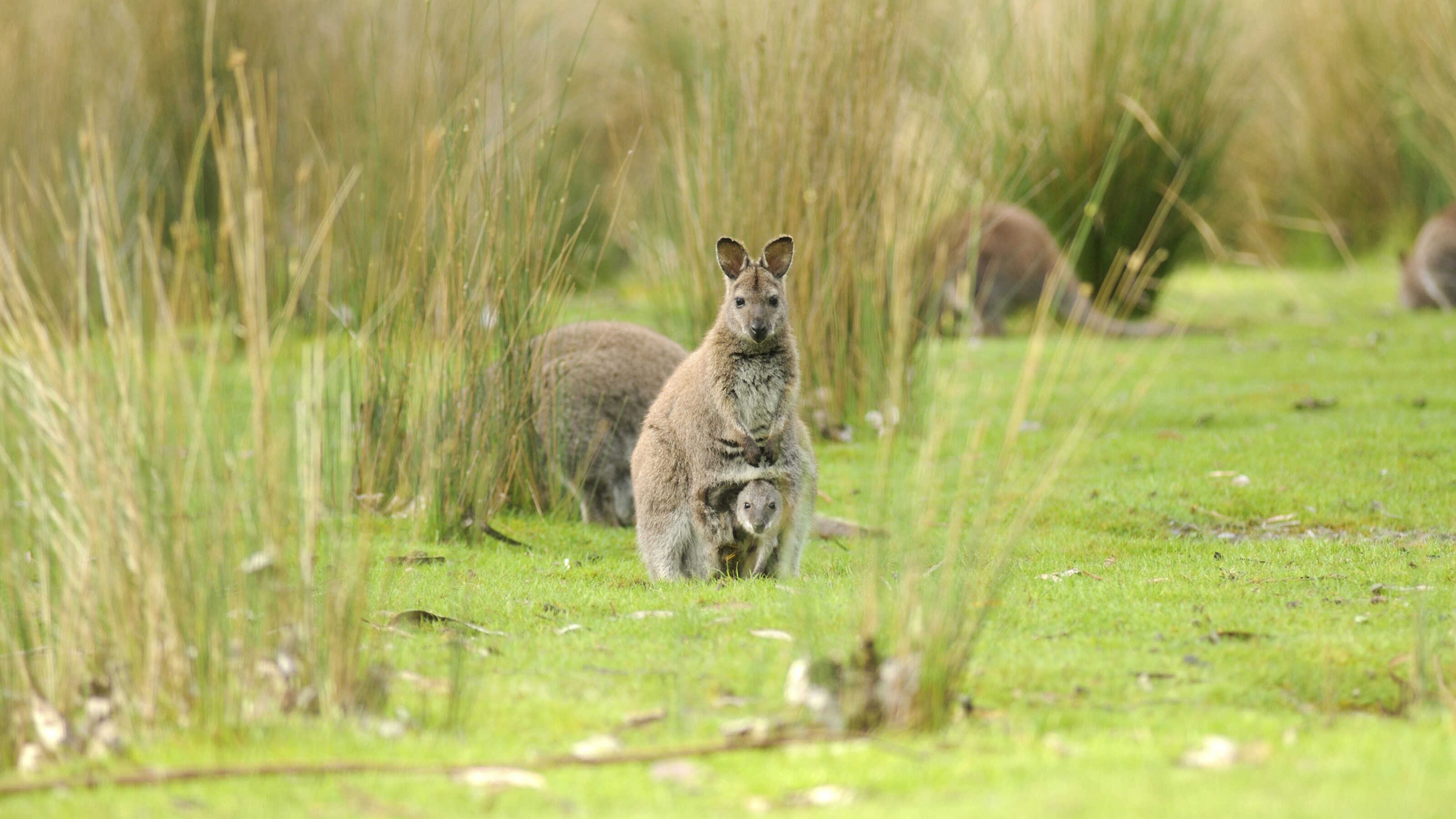 A Luxury Discovery of Tasmania