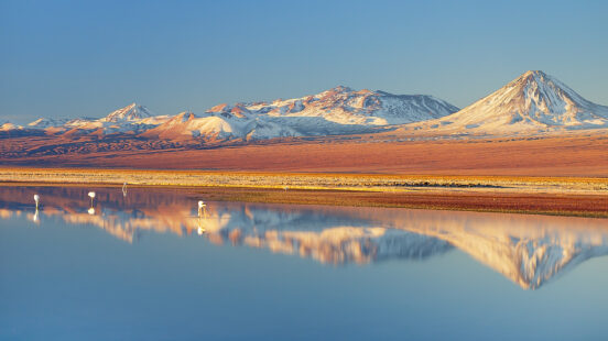 Wild Flamingos stand in a salt lagoon of Atacama desert, Chile