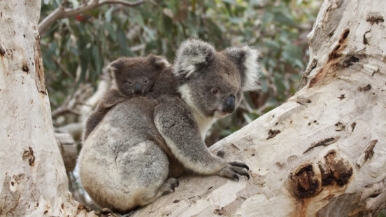 Baby Koala on Motherx27;s Back