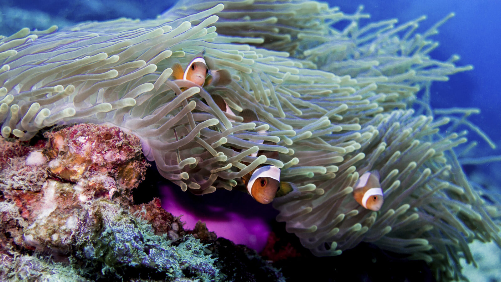 Phi Phi Underwater