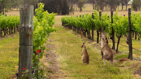 Two kangaroos standing between rows of green vines in a sunny vineyard.