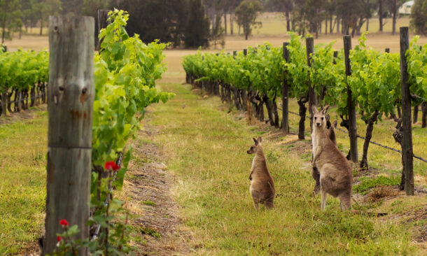 Two kangaroos standing between rows of green vines in a sunny vineyard.