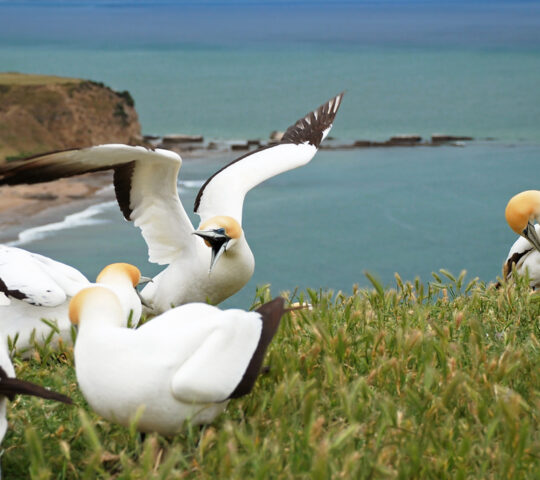 Plateau gannet colony