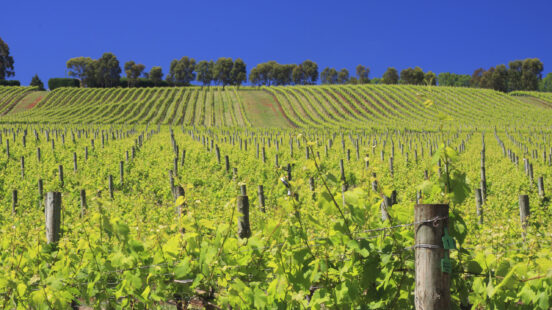 yarra-valley-vineyards-victoria-australia