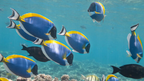 blue-tang-paletter-surgeonfish-great-barrier-reef-australia