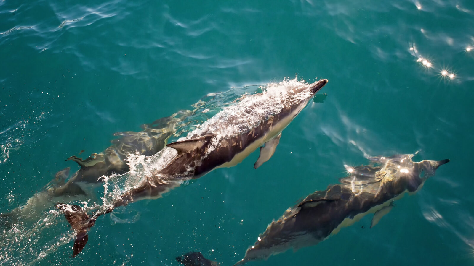 3 dolphins swim by in aclear blue sea and one surfaces to take a breath of air