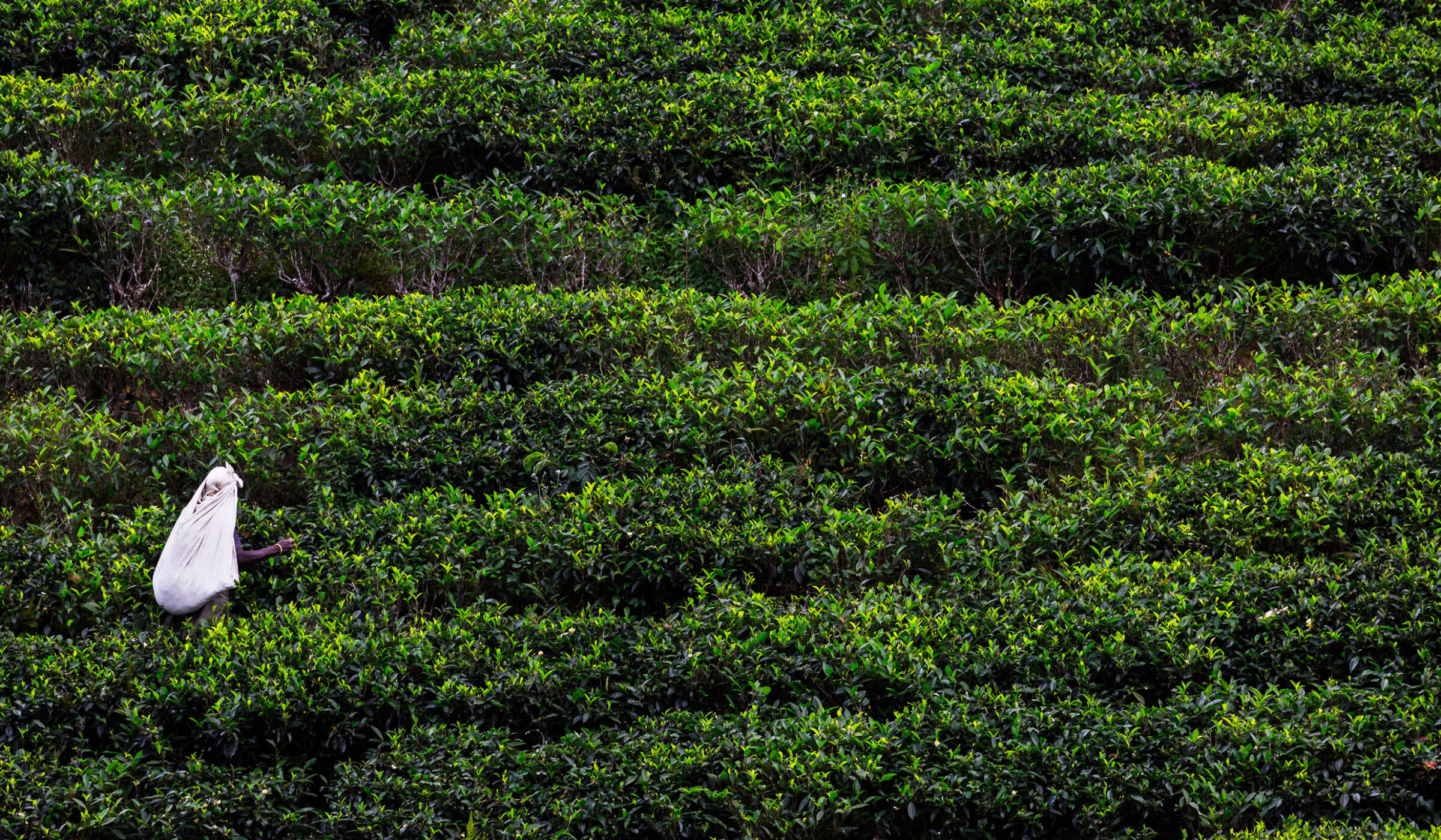 A taste of Tea Country