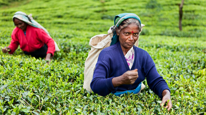 Tamil women collecting tea leaves near Nuwara Eliya, Sri Lanka