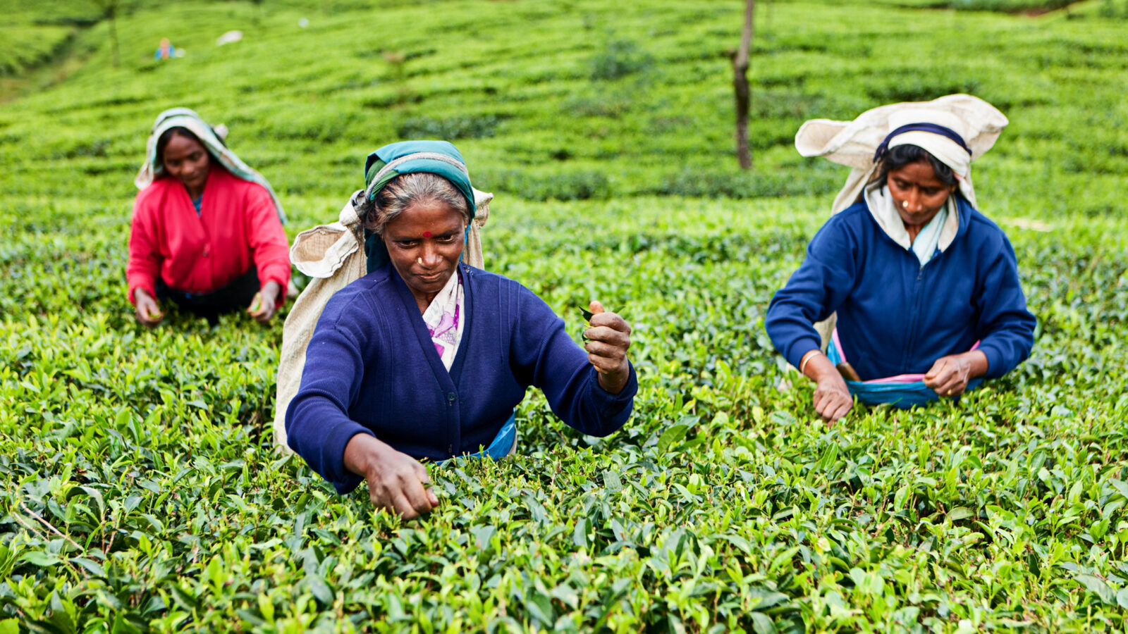 Tamil women plucking tea leaves near Nuwara Eliya, Sri Lanka