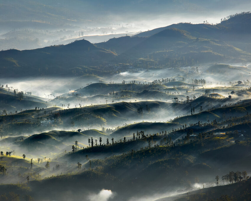 Explore the Tea Country on foot