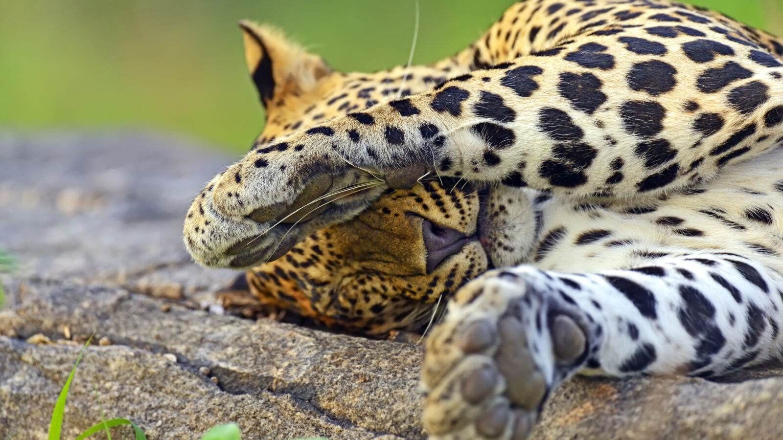 Close up of a leopard sleeping on a sun-warmed rock during luxury Sri Lanka trips.