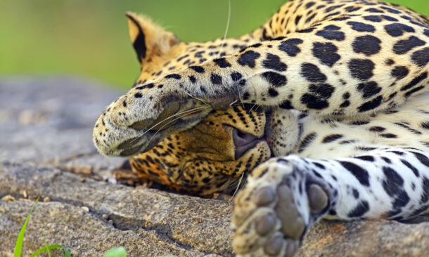 Close up of a leopard sleeping on a sun-warmed rock during luxury Sri Lanka trips.