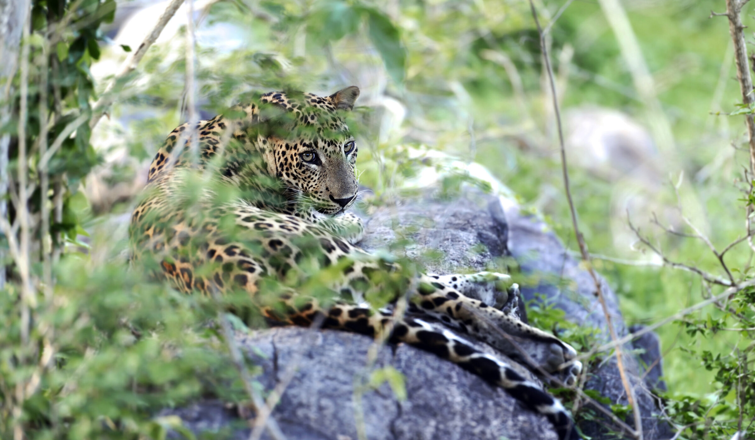 Experience the wildlife of Yala National Park