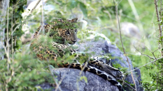 A close-up of a leopard in the wild.