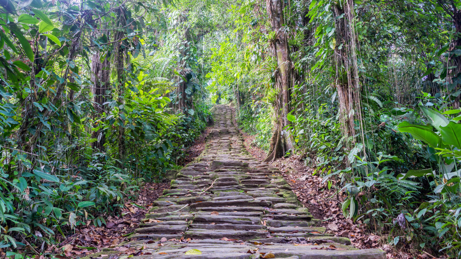 sierra-nevada-de-santa-marta-the-lost-city-stairs