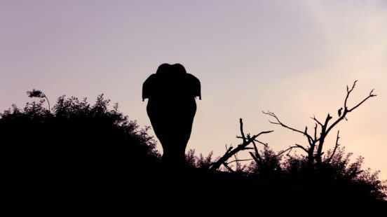 elephant-gal-oya-lodge-sri-lanka