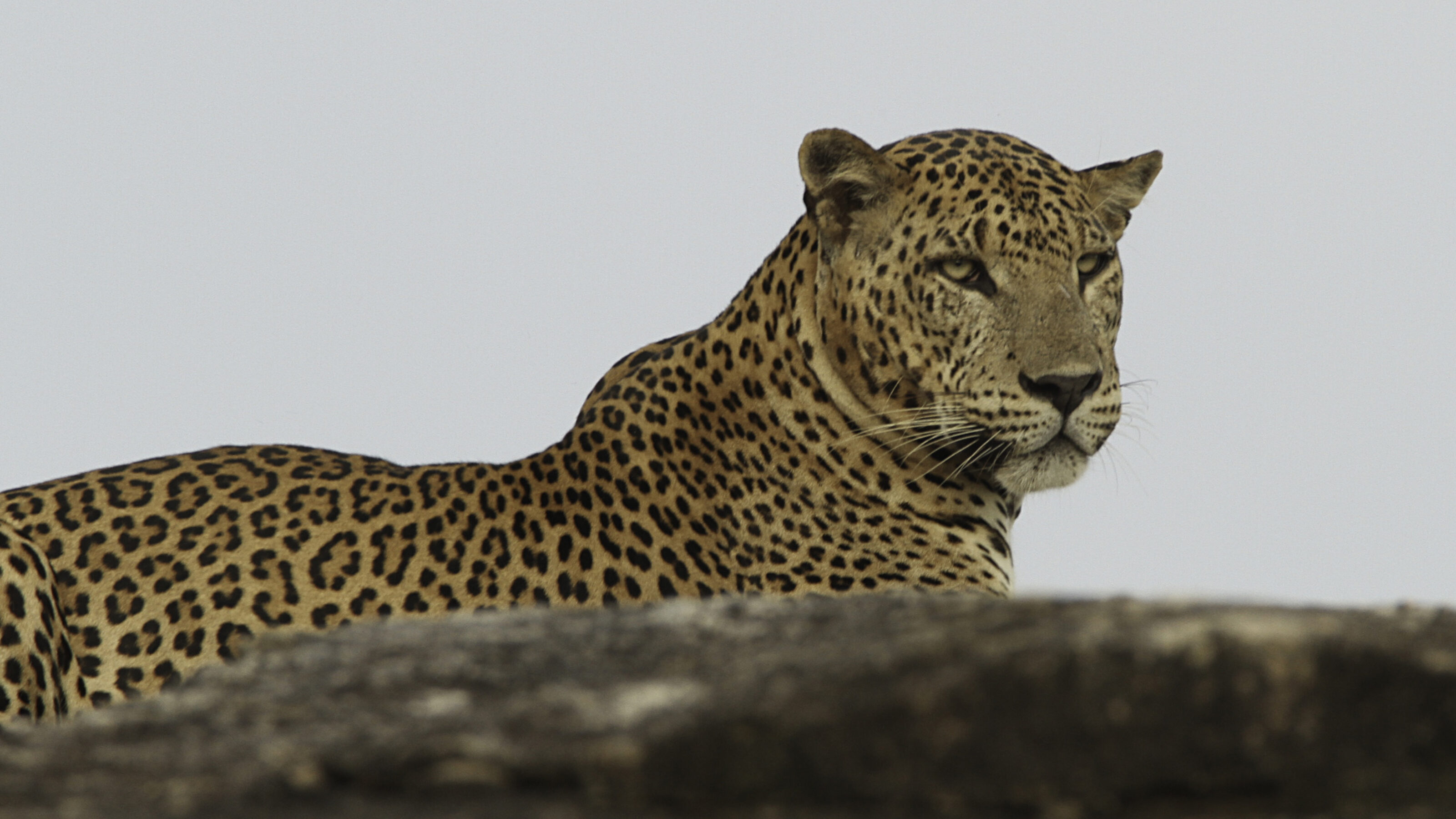 A close-up of a leopard.
