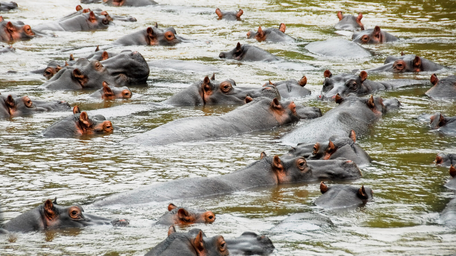 Dozens of hippos partially submerged in a river, showing their ears and eyes above the water line.