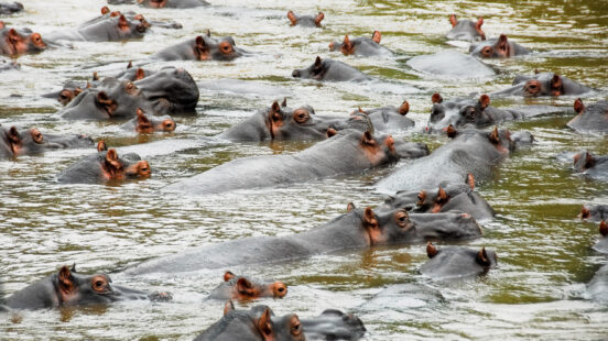 Dozens of hippos partially submerged in a river, showing their ears and eyes above the water line.