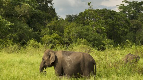 Elephants in Minneriya, Sri Lanka
