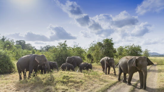 A herd of elephants grazing in Minneriya National Park, Sri Lanka.