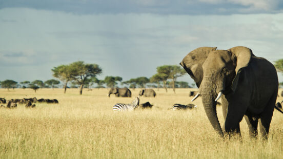 Singita Grumeti, elephant, Tanzania