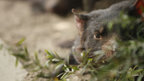Close-up of a Tasmanian devilx27;s face with dark fur and bright eyes peeking through green foliage.