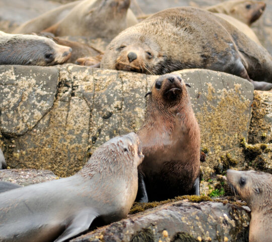 Look for wildlife on Bruny Island