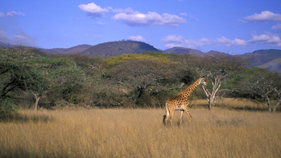 Giraffe (Giraffa camelopardalis), Chyulu Hills, Kenya