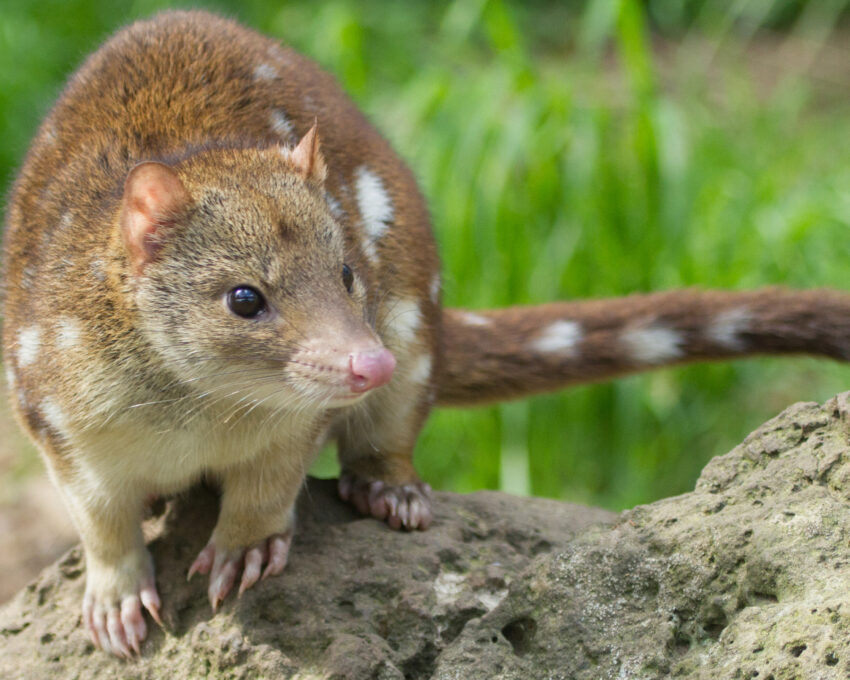 A luxury bush tucker experience in nature