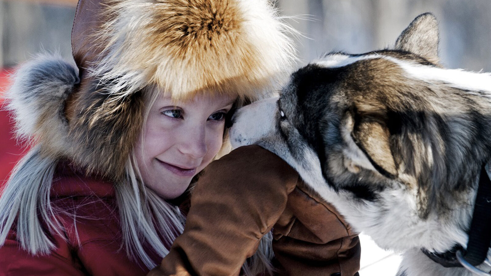 fjellbord-arctic-lodge-husky