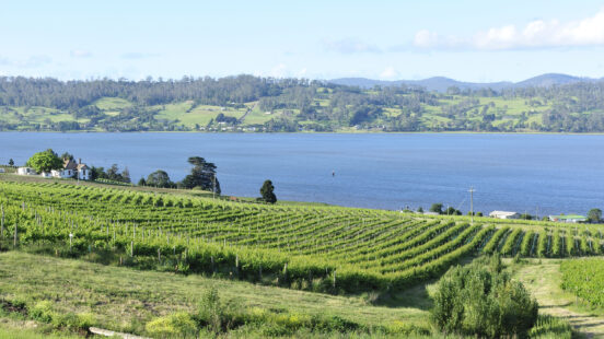 tamar-valley-vineyard