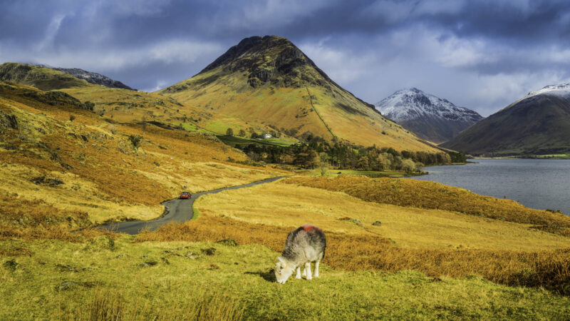 A sheep grazing in a yellow autumn field near a winding road and a large mountain peak overlooking a lake.