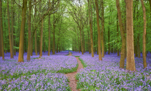 A dirt trail leads through a woodland area filled with a carpet of purple flowers and tall green trees.