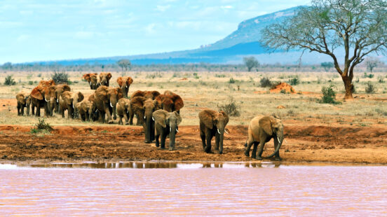 elephanst-tsavo-east-kenya-africa