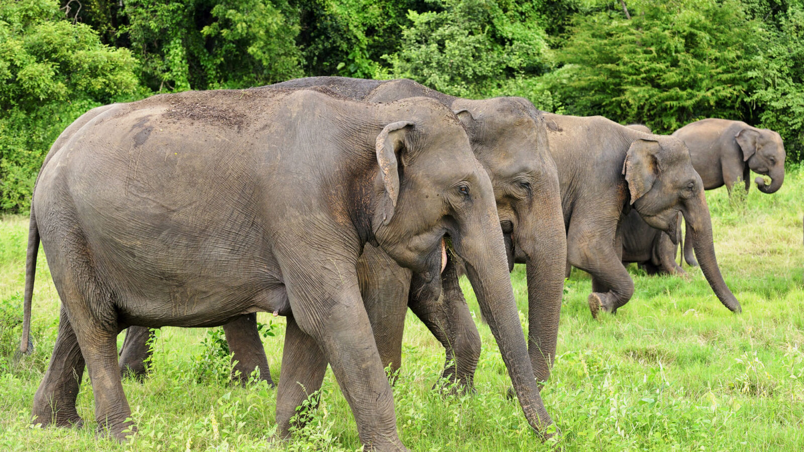 A group of wild elephants walking through tall green grass during luxury Sri Lanka holidays.