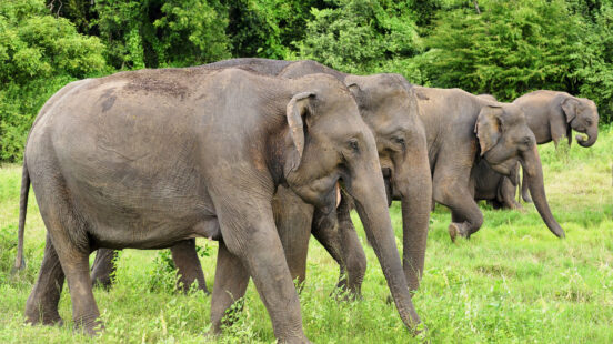 A group of wild elephants walking through tall green grass during luxury Sri Lanka holidays.