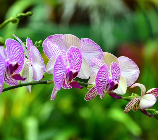 Discover Peradeniya Royal Botanical Garden