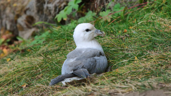iceland-gull